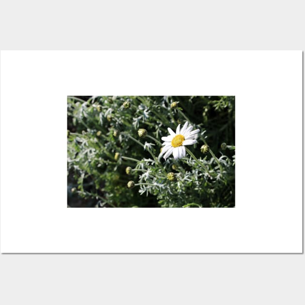 Large Daisy Wall Art by pinkal